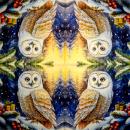 116 Owls - ply - Kalamazoo - CS - 24x24cm